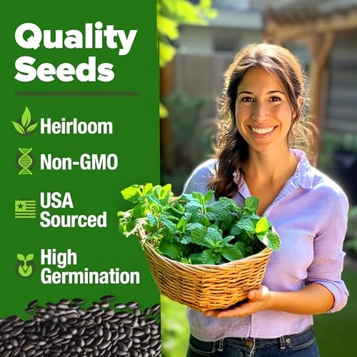 HOME GROWN Non GMO Peppermint Seeds Pack 2,370 Heirloom Mint Seeds for Planting. Grow Peppermint Plants in Your Herb
