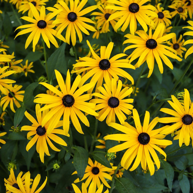 7500+ Black Eyed Susan Seeds Perennial Flower Seed - Rudbeckia Hirta