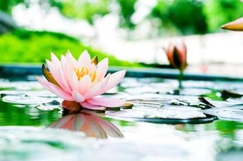 30 Mixed Miniature Water Lily & Lotus Seeds Vibrant Blooms Bowls & Ponds