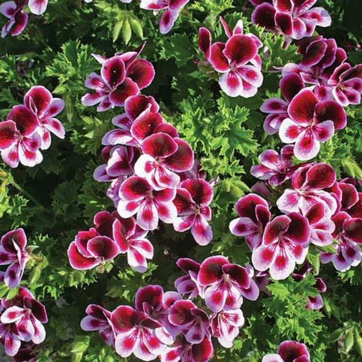 Citronella Plant Seeds for Planting - 1500+ Citronella Geranium Seeds Non-GMO Citronella Plant Seeds Home Heirloom
