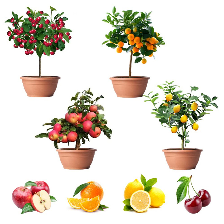 200+ Mix Dwarf Bonsai Fruit Tree Seeds for Planting, 4 Variety Individual Packs, 50+ Lemon Tree Seeds 50+ Cherry Tree