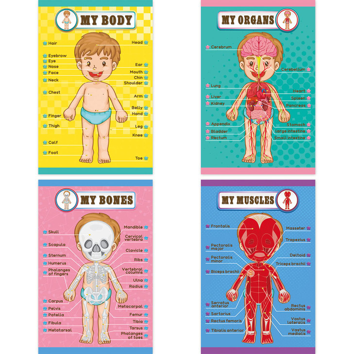 Human Body Educational Learning Posters Body Parts Learning Wall Chart for Kids Cartoon Anatomy Chart Educational