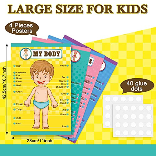 Human Body Educational Learning Posters Body Parts Learning Wall Chart for Kids Cartoon Anatomy Chart Educational