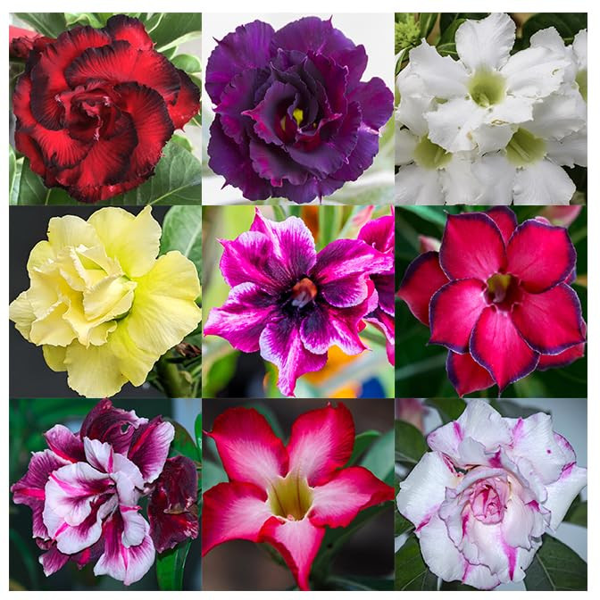 20 Desert Rose Seeds, Mixed Colors, Adenium obesum, Non-GMO Heirloom
