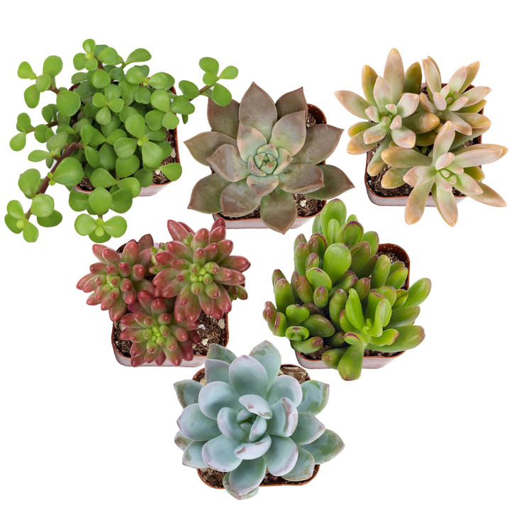 Altman Plants Specialty Live Succulent Plant (6 Pack), No Duplicates, Assorted Succulents Featuring Unique Colors &