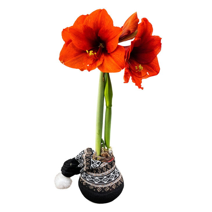 Waxed Amaryllis Bulb A Red Wax with Red Blooms A Live Holiday Gift Plant, Easy Care, No Watering Needed