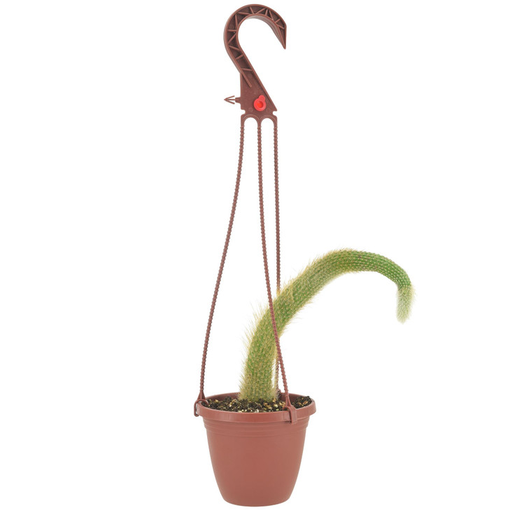 Arcadia Garden Products Live Monkey Tail Cactus Indoor Houseplant in Plastic Hanging Basket, Cleistocactus