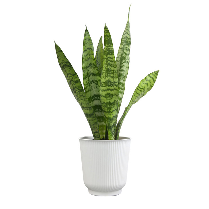 Altman Plants Variegated Snake Plant Decor, Sansevieria Zeylanica Snake Plants (Approx. 6" Tall) in White Planter, Air