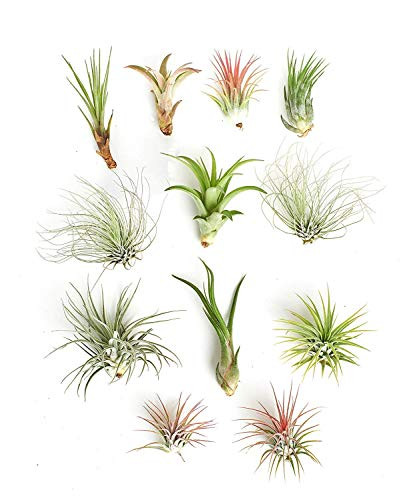 Shop Succulents | Assorted Collection of Tropical Tillandsia Air Plant Kit, Hand Selected Variety Pack | Collection of