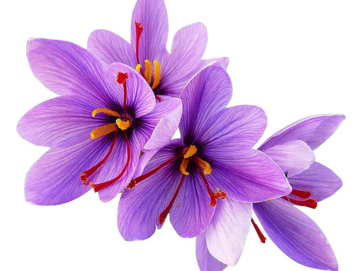 10 Saffron Sativus Crocus Corms - Large Corms for Planting - Saffron Crocus Bulbs with Complete Planting Instructions