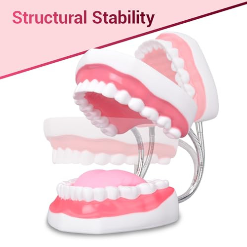 Ultrassist Ultrassist Mouth Model Metal Hinge for Speech Therapy, Ideal Brushing Teaching Dental Teeth Model for Kids