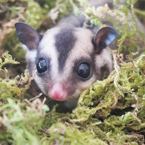 Begeterday 3.5oz Premium Sugar Glider Bedding, Ideal Sugar Glider Cage Accessories