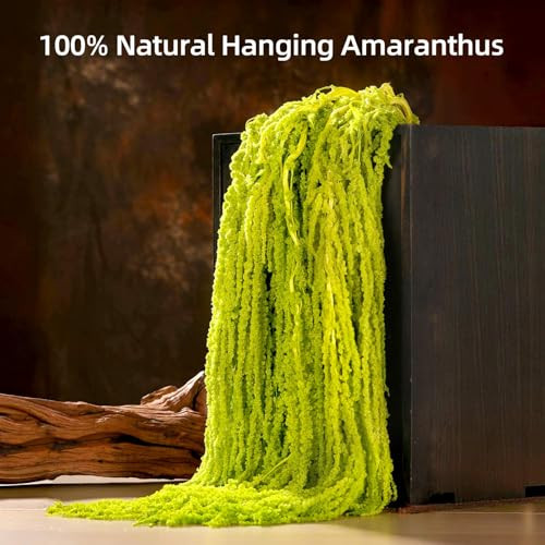 Jtoder 10Pcs Dried Amaranthus Hanging Flowers, Natural Preserved Flower for Wedding Arch, Exhibition, Wall Hanging