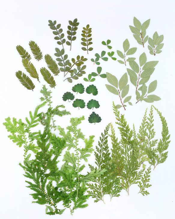 42 Pcs Real Dried Pressed Leaf Flowers Plant Herbarium For Craft Resin Jewelry Making Green Leaf