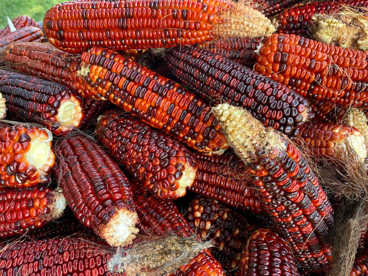 Jimmy Red Corn Famous Bootlegger Moonshine Grits Hominy Masa Heirloom Seeds For Planting Packet