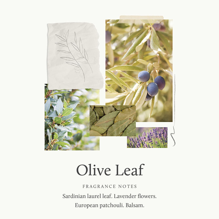 Thymes Hand Lotion - 8.25 Fl Oz - Olive Leaf