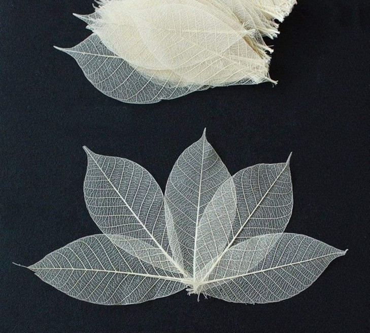 100 Pcs Small Skeleton Leaves Rubber Tree Natural Dried Rubber Small Natural Leaves Skeleton Leaves for Craft Card Scrapbook DIY Wedding Card