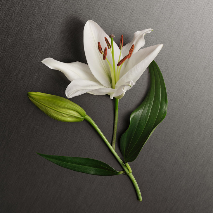 Calvin Klein Eternity Body Lotion With Notes of Bergamot, White Rose, Sandalwood & Amber 6.7 fl oz