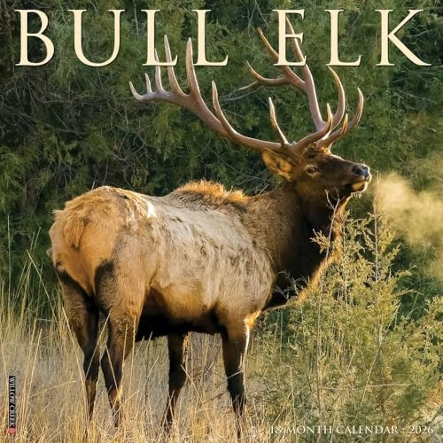 Willow Creek Press, Elk Bull 2026 Wall Calendar, 12'' X 12'', Daily Calendar with Stapled Binding