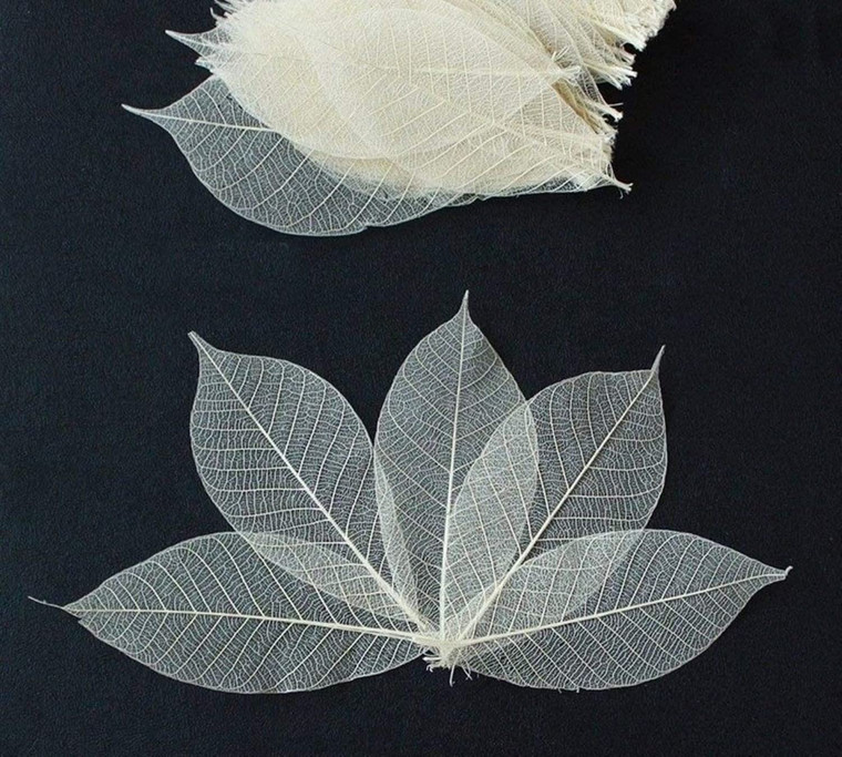 100 Pcs Small Skeleton Leaves Rubber Tree Natural Dried Rubber Small Natural Leaves Skeleton Leaves for Craft Card Scrapbook DIY Wedding Card