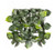 Elm Hedge