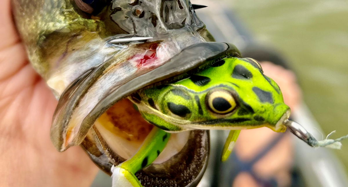 Best Bass Lures
