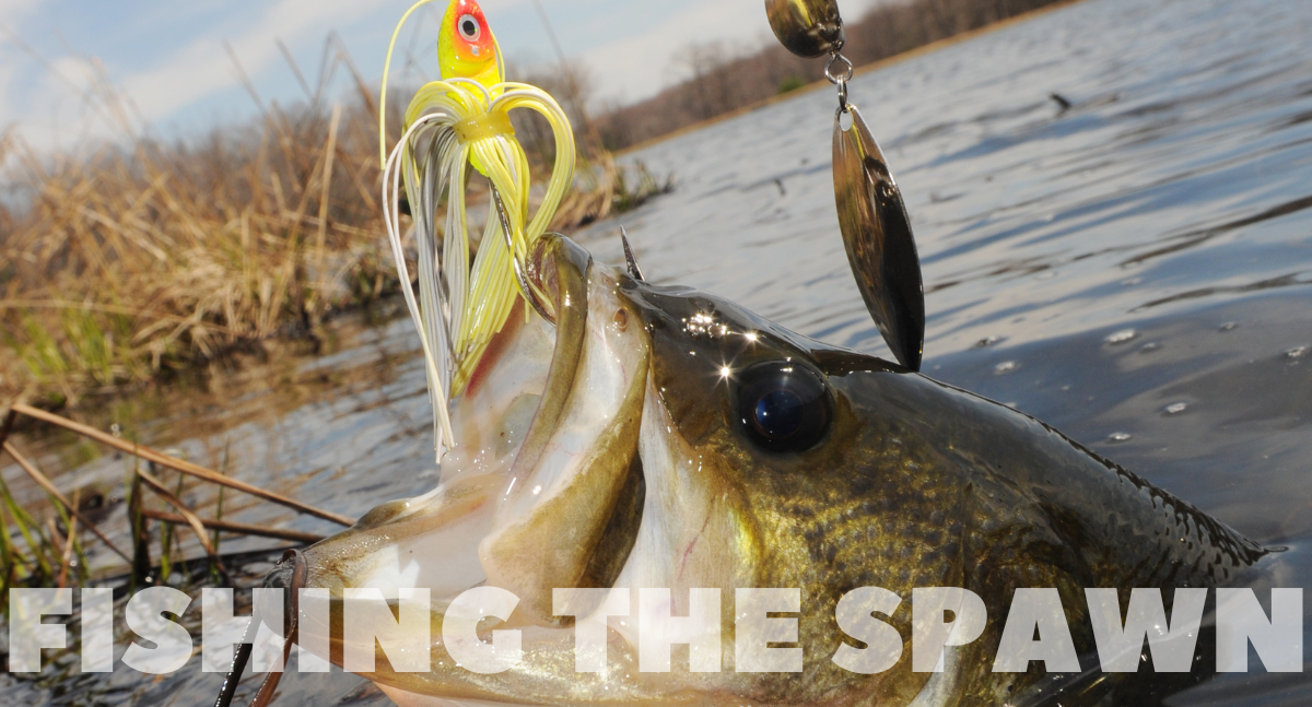 Impulse Quick Tips: Mastering Bass Fishing During the Spawn Impulse Quick Tips: Mastering Bass Fishing During the Spawn
