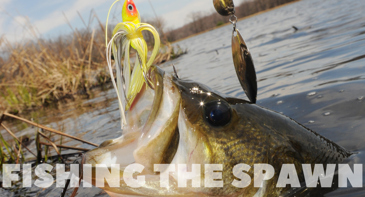 Impulse Quick Tips: Mastering Bass Fishing During the Spawn