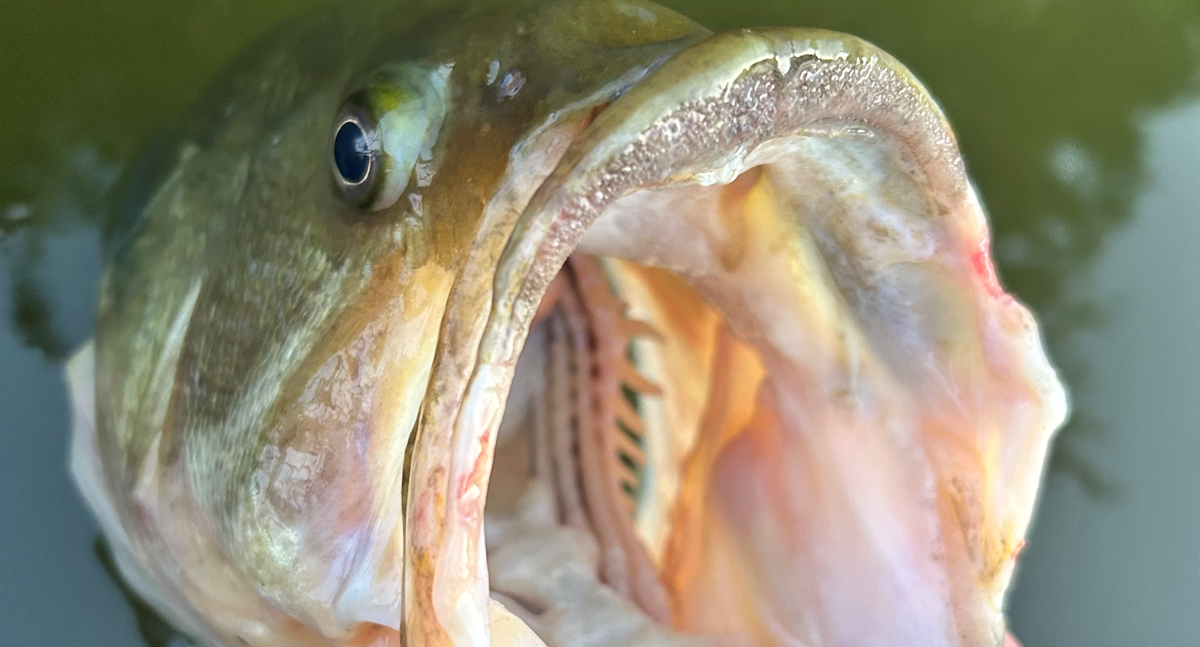 fish and hooks on palm beach lakes Hook fish & chicken (@hooks561)  West Palm Beach, FL