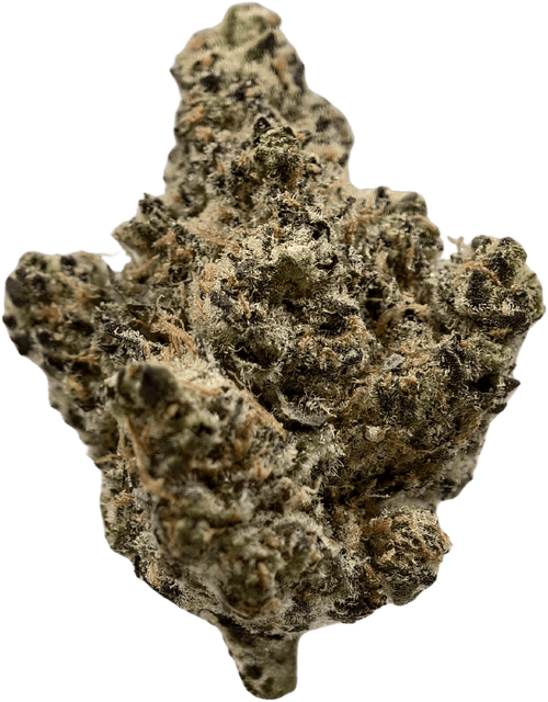 Government Oasis - High THCa