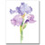 Floral Water Colors Iris Petite Notes