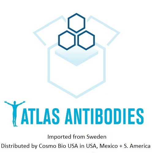 PrEST Antigen CLDN19 (ATL-APrEST95896) PrEST Antigen CLDN19 (ATL-APrEST95896)