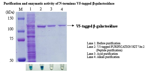 V5-tagged Protein Purification Kit Ver.2 V5-tagged Protein Purification Kit Ver.2