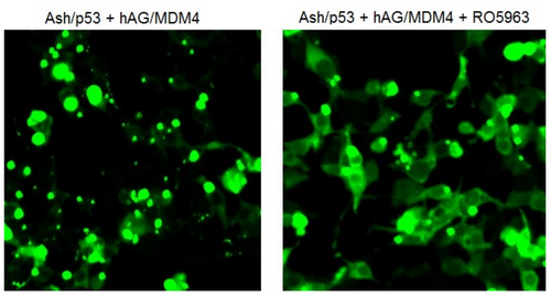 PPIs Detection Reagent : Fluoppi [ p53-MDM4 ]