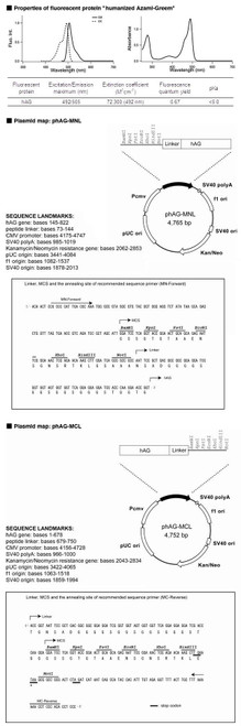 Humanized Azami-Green for Fluoppi (phAG-MNL/MCL) Humanized Azami-Green for Fluoppi (phAG-MNL/MCL)