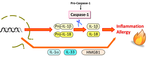 Recombinant Mouse IL-18 (without BSA) Recombinant Mouse IL-18 (without BSA)