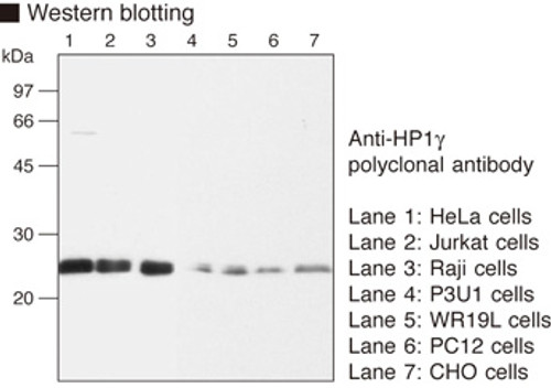 Anti-HP1γ (Human) pAb Anti-HP1γ (Human) pAb