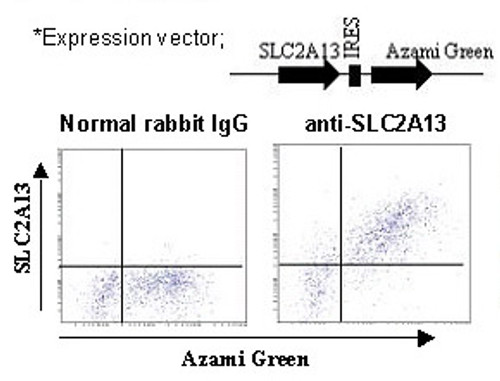 Anti-SLC2A13 (HMIT) (Human) pAb Anti-SLC2A13 (HMIT) (Human) pAb