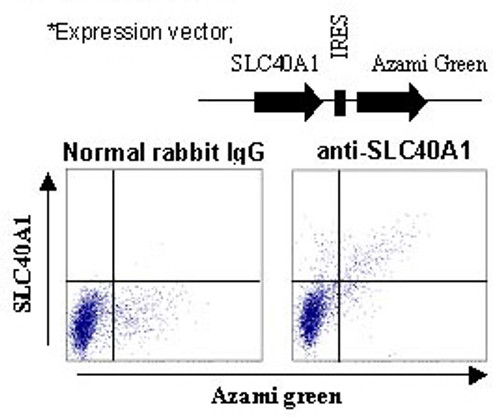 Anti-SLC40A1 (FPN1) (Human) pAb Anti-SLC40A1 (FPN1) (Human) pAb