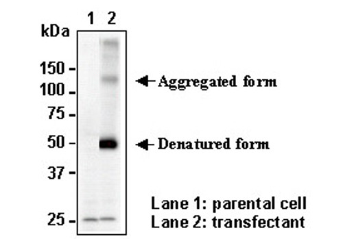 Anti-SLC7A8 (LAT2) (Human) pAb