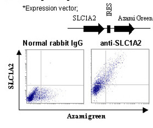 Anti-SLC1A2 (EAAT2) (Human) pAb Anti-SLC1A2 (EAAT2) (Human) pAb