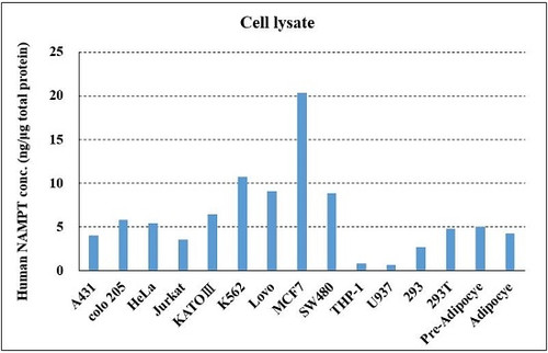 CircuLex Human NAMPT/PBEF ELISA Kit CircuLex Human NAMPT/PBEF ELISA Kit