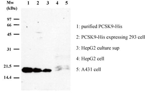 Anti-PCSK9 prodomain (Human) mAb (Clone: KS-2C8)