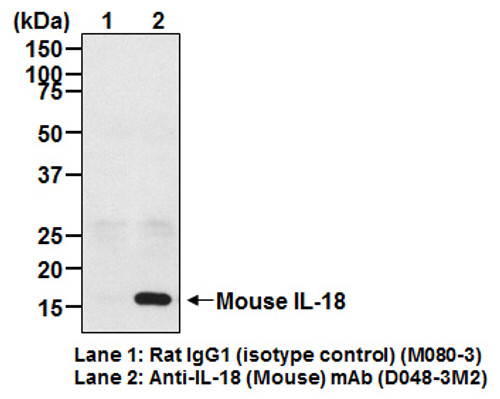 Anti-IL-18 (Clone 93-10C) (Mouse) mAb (Functional Grade) (Clone: 93-10C) Anti-IL-18 (Clone 93-10C) (Mouse) mAb (Functional Grade) (Clone: 93-10C)