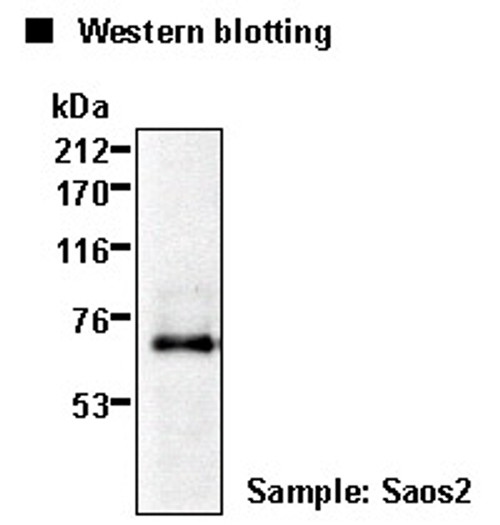 Anti-Runx2 (Cbfa1) mAb (Clone: 8G5)