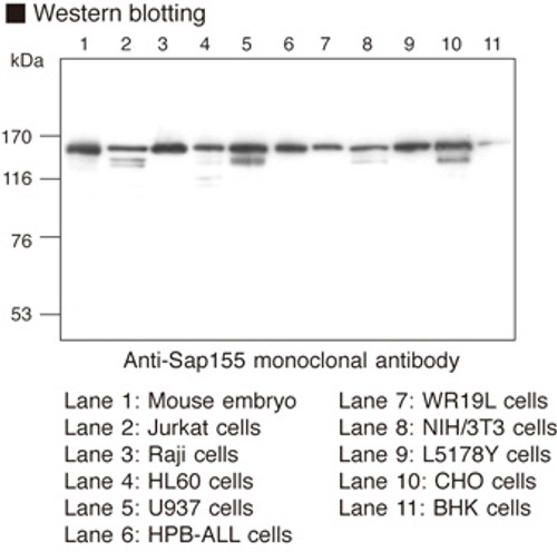 Anti-Sap155 (Mouse) mAb (Clone: 1A5)
