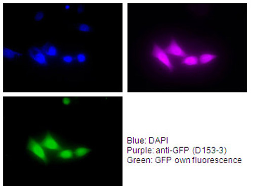 Anti-GFP (Green Fluorescent Protein) mAb (Clone: RQ2) Anti-GFP (Green Fluorescent Protein) mAb (Clone: RQ2)