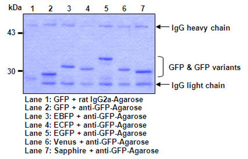 Anti-GFP (Green Fluorescent Protein) mAb (Clone: RQ2) Anti-GFP (Green Fluorescent Protein) mAb (Clone: RQ2)