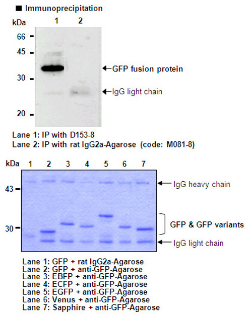 Anti-GFP (Green Fluorescent Protein) mAb-Agarose (Clone: RQ2) Anti-GFP (Green Fluorescent Protein) mAb-Agarose (Clone: RQ2)