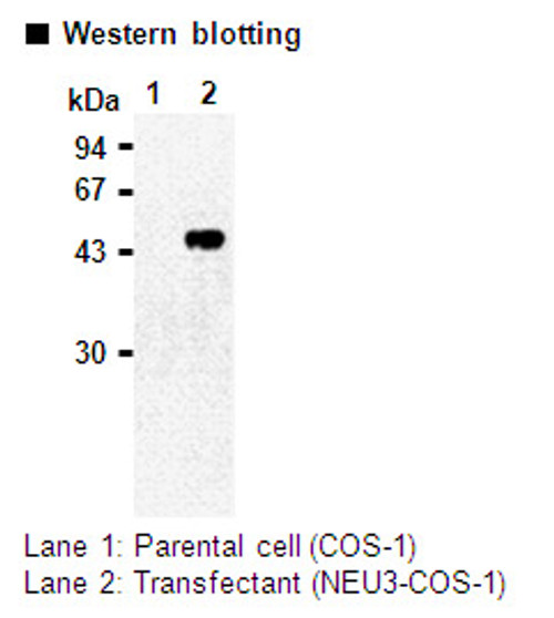 Anti-NEU3 (Human) mAb (Clone: 11B) Anti-NEU3 (Human) mAb (Clone: 11B)